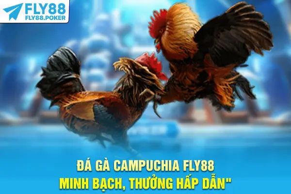 Đá gà Campuchia Fly88 minh bạch, thưởng hấp dẫn
